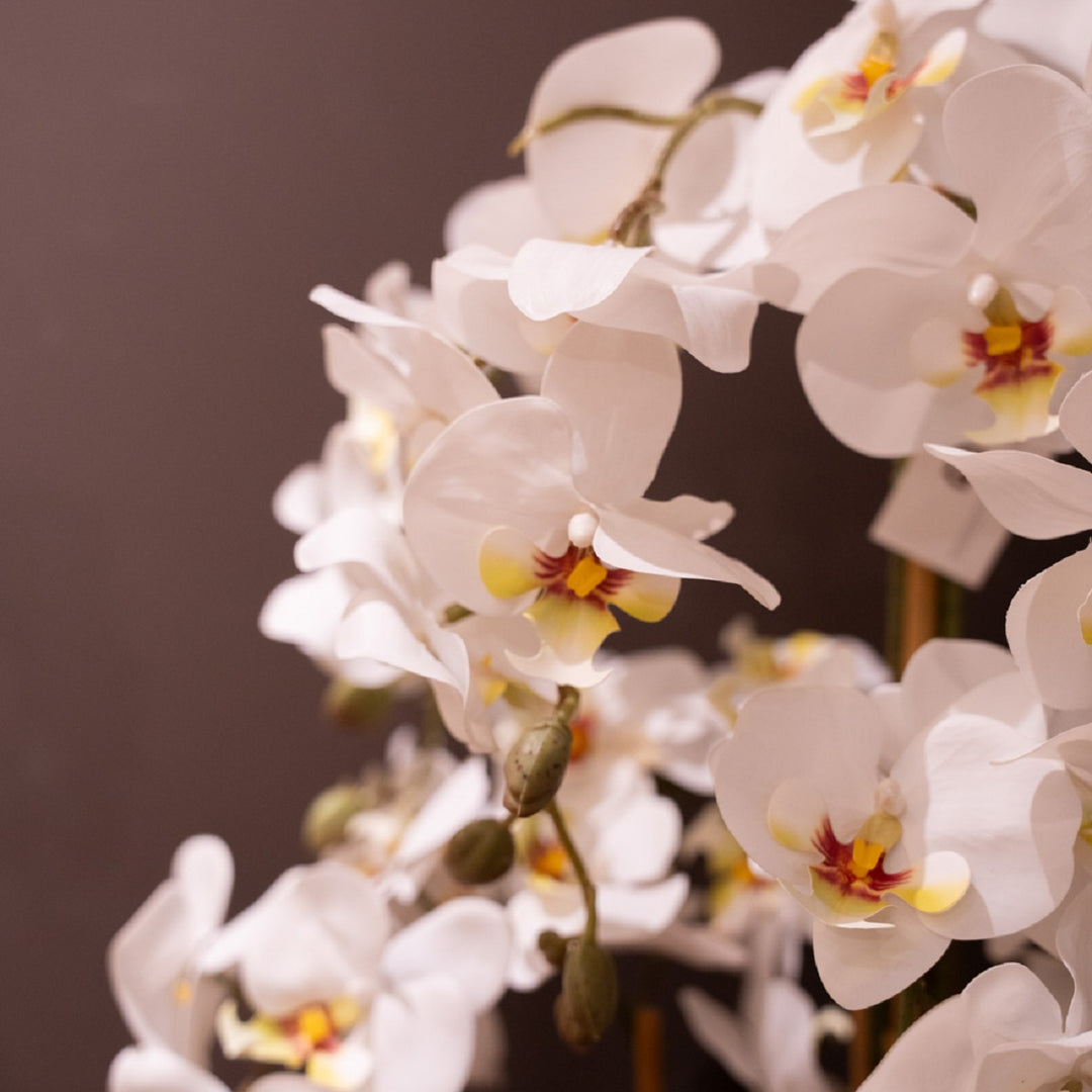 Potted Orchid White 82cm