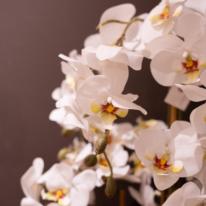 Potted Orchid White 82cm