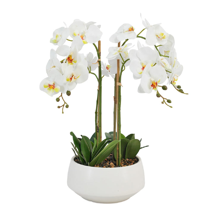 Potted Orchid White 53cm