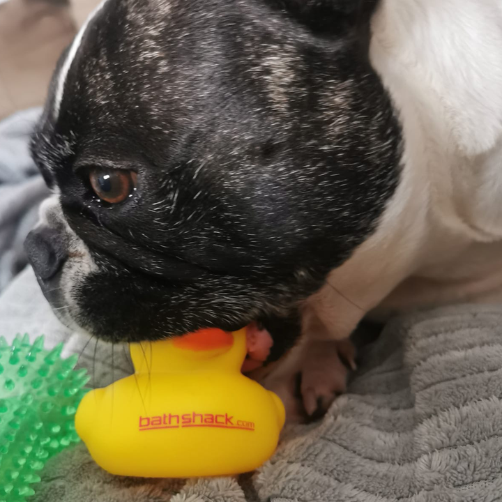 Rubber Duck