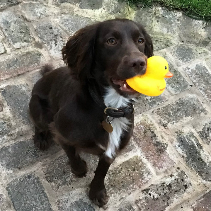 Rubber Duck
